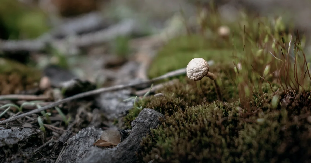 Cordyceps: 100,000 searches a month, four placebo-controlled studies and not a single race it made faster